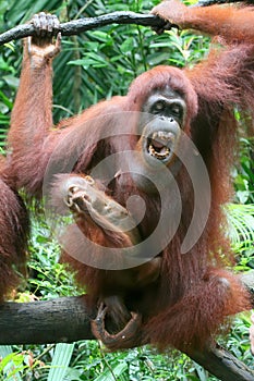 Orang utan mother with baby