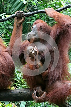 Orang utan mother with baby