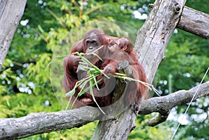 Orang Utan mother with baby