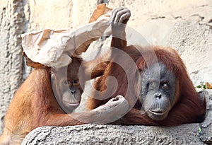 Orang Utan mother with child