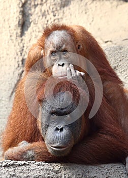 Orang Utan mother with child