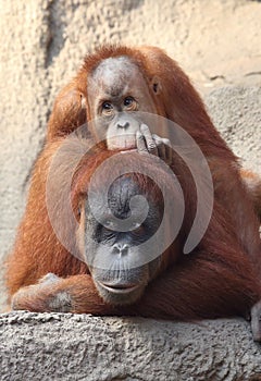 Orang Utan mother with child