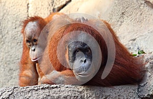 Orang Utan mother with child