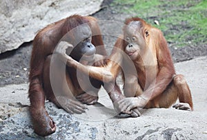 Orang Utan mother with child