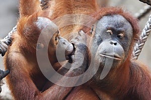 Orang Utan mother wt its child