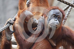 Orang Utan mother wt its child