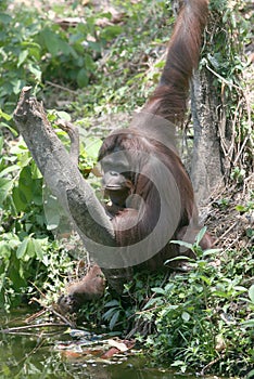 Orang utan