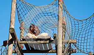 Orang Utan perched at the top of a wooden structure against clear blue sky. Photographed at Monkey World Ape Rescue Centre