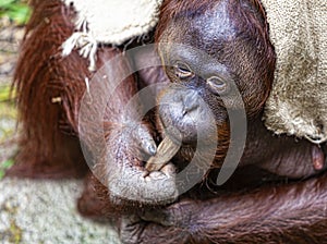 Orang Utan is playing with some wood