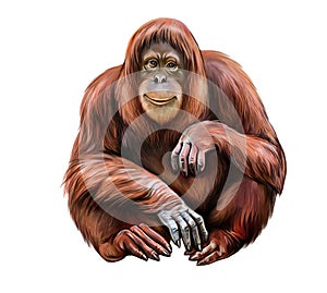 Orang utan Pongo