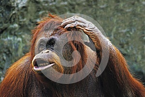 ORANG UTAN pongo pygmaeus, FEMALE SCRATCHING HEAD