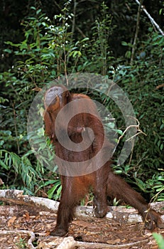 Orang Utan, pongo pygmaeus, Female standing on Hind Legs, Borneo
