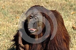 ORANG UTAN pongo pygmaeus, FEMALE STICKING TONGUE OUT