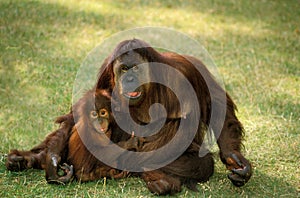 Orang Utan, pongo pygmaeus, Female with Young standing on Grass