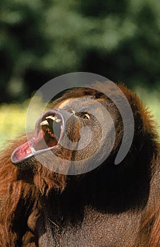 ORANG UTAN pongo pygmaeus, MALE WITH OPEN MOUTH