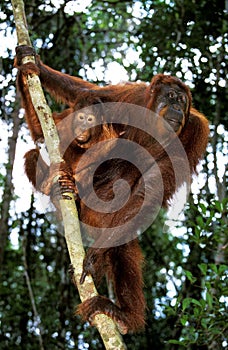 ORANG UTAN pongo pygmaeus, MOTHER WITH BABY, BORNEO