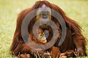 ORANG UTAN pongo pygmaeus, MOTHER WITH BABY SITTING ON GRASS