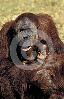 ORANG UTAN pongo pygmaeus, MOTHER CARRYING BABY