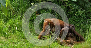 Orang Utan, pongo pygmaeus, Mother playing with Young, slow motion