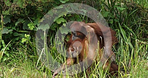 Orang utan, pongo pygmaeus, mother playing with young, slow motion