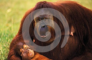 Orang Utan, pongo pygmaeus, Mother with Young