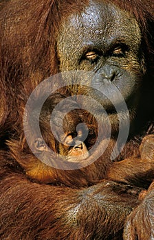 Orang Utan, pongo pygmaeus, Mother with Young