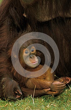 Orang Utan, pongo pygmaeus, Mother with Young