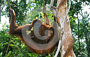 ORANG UTAN pongo pygmaeus, MOTHER WITH YOUNG, BORNEO