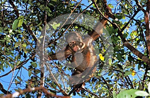 ORANG UTAN pongo pygmaeus, YOUNG PLAYING IN A TREE, BORNEO