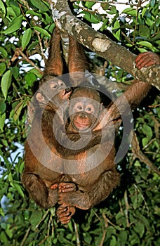 ORANG UTAN pongo pygmaeus, YOUNGS HANGING FROM BRANCH, BORNEO