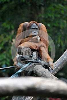 Orang Utan portrait looking to the left directon.