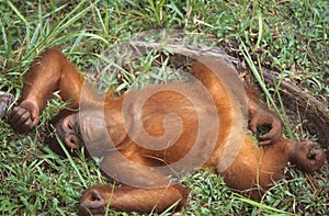 Orang utan, Sabah, Malaysia