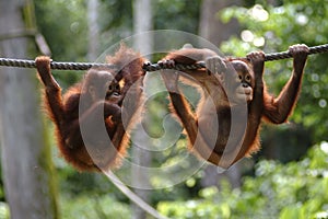 Orang utan, Sabah, Malaysia