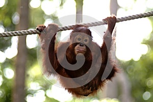 Orang utan, Sabah, Malaysia