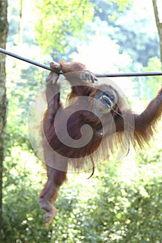 Orang Utan, Sabah, Malaysia