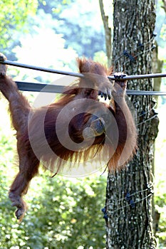 Orang utan, Sabah, Malaysia