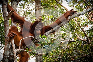 Orang Utan sitting on a tree in Borneo Indonesia