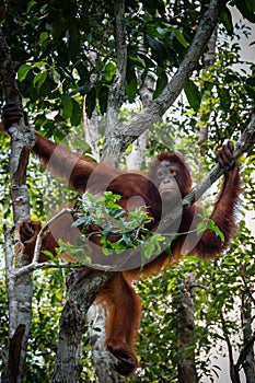 Orang Utan sitting on a tree in Borneo Indonesia