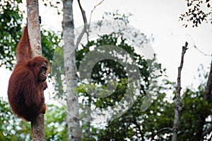 Orang Utan sitting on a tree in the jungle