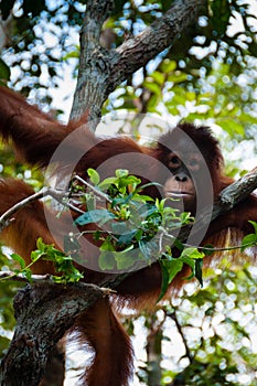 Orang Utan sitting on a tree in the jungle