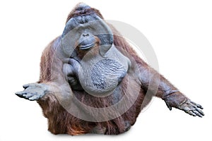 Orang utan sitting on white