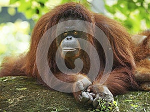 Orang Utan is taking a rest