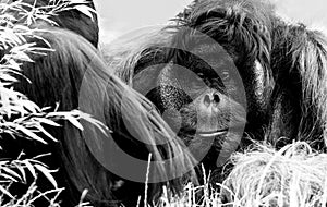 Orang Utan, Zoo Vienna