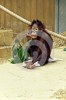 An orang-utang with a branch