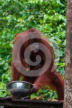 Orang Utang drinking from bowl in jungle of Borneo