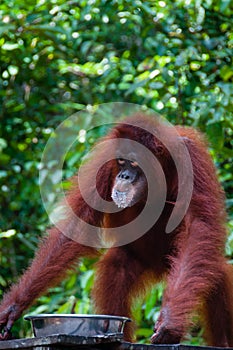 Orang Utang drinking from bowl in jungle of Borneo