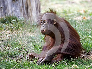 Orang Utang Pongo pygmaeus youngster sitting in the grass