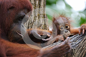 Orang Utans