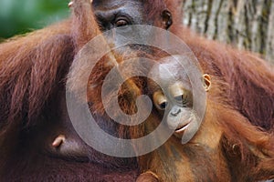 Orang Utans