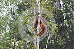 Orang utans in forest in Borneo.